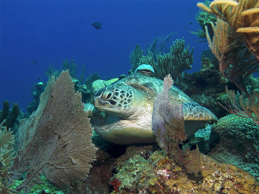 Green Sea Turtle 2 Photograph By Mau Riquelme - Fine Art America