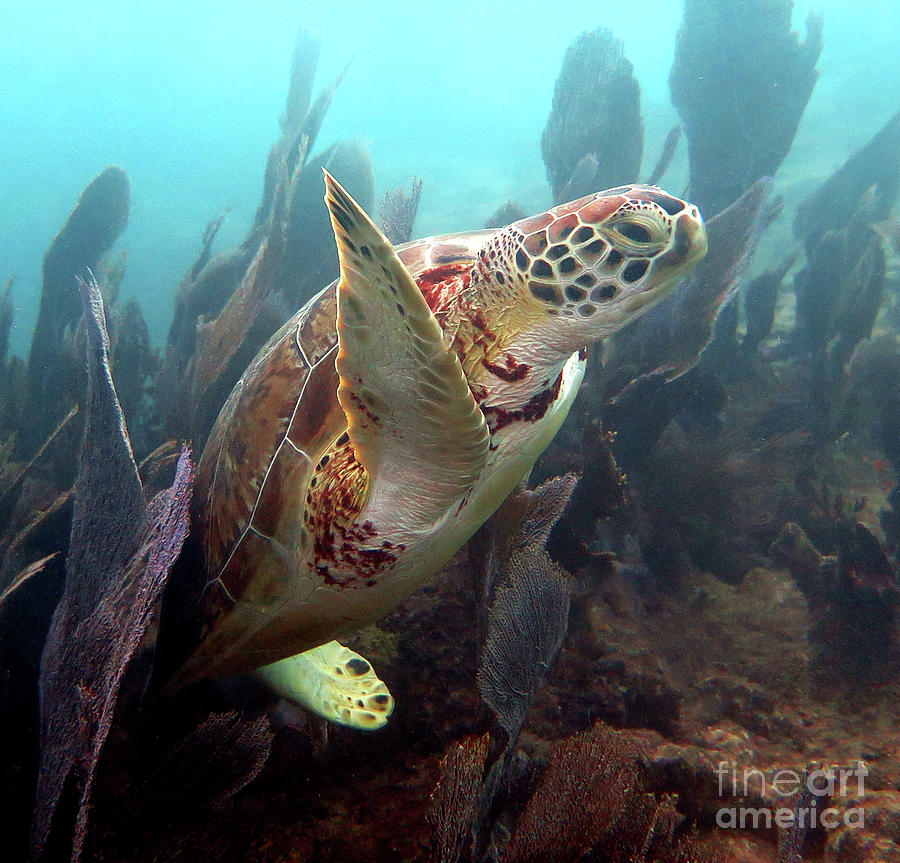 Green Sea Turtle 40  Photograph by Daryl Duda