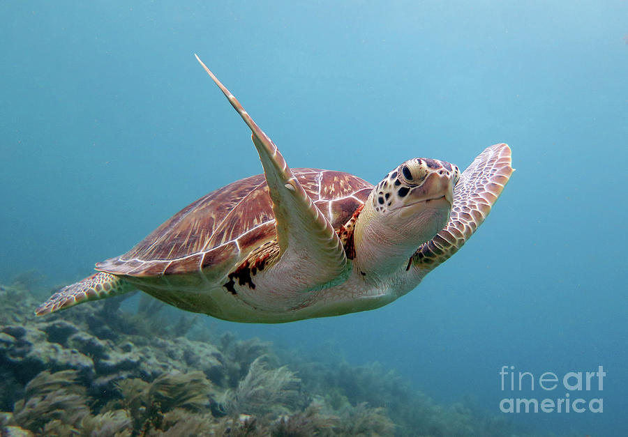 Green Sea Turtle 44 Photograph by Daryl Duda