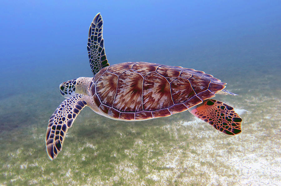 Green Sea Turtle 52 Photograph by Daryl Duda | Pixels