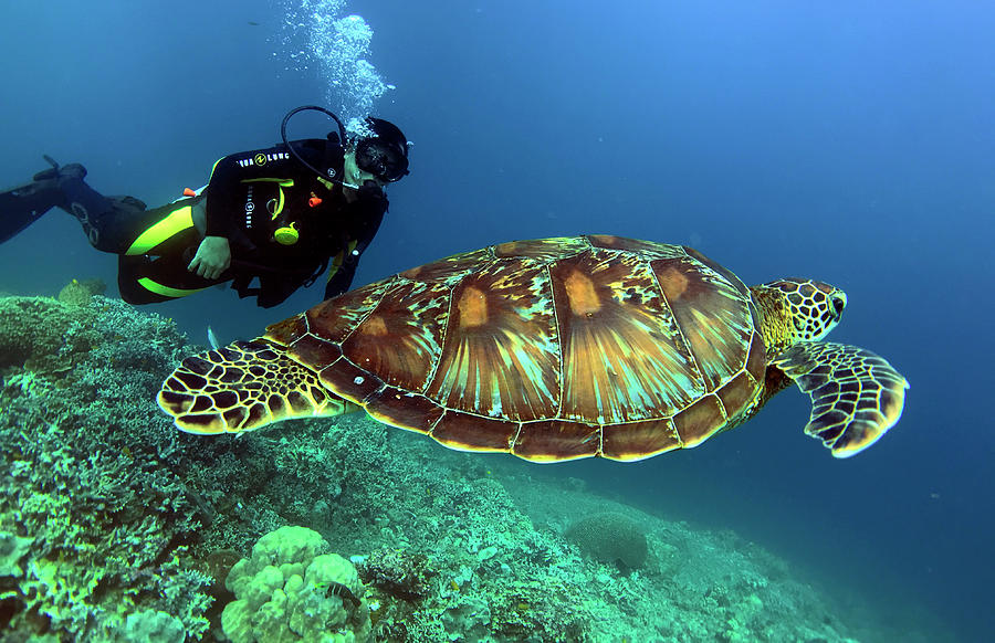 Green Sea Turtle and Scuba Diver Photograph by Rex Austin - Pixels