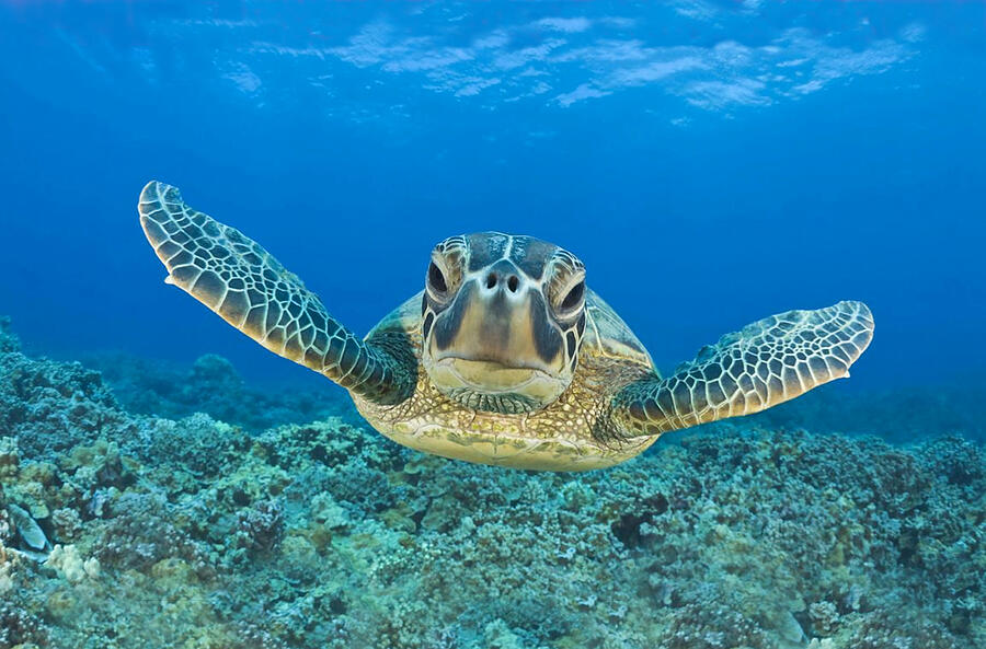 Green Sea Turtle At The Aquarium Photograph by Sandi OReilly - Fine Art ...