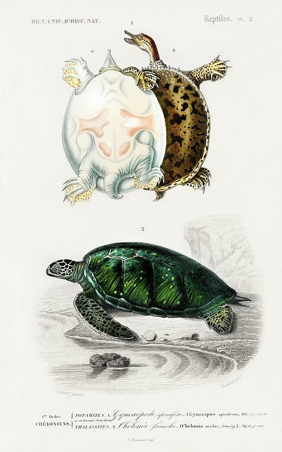 Animal Painting - Green Sea Turtle Chelonia mydus and Spiny softshell turtle Gymnopus spiniferus illustrated by Charle by Dictionnaire Universel Dhistoire Naturelle