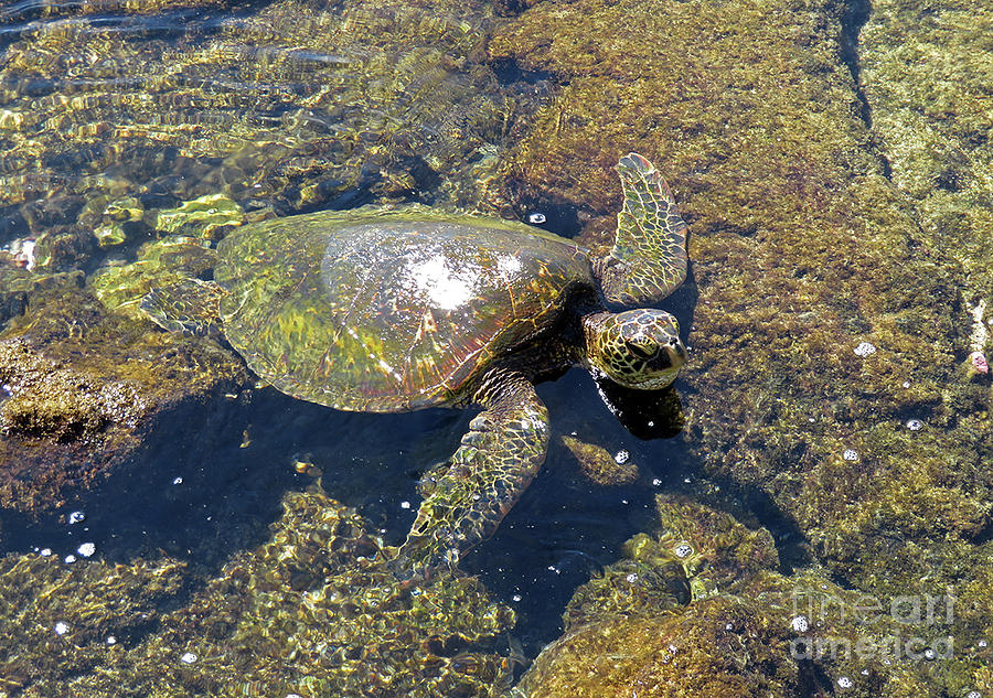 Green Sea Turtle Photograph by Cindy Murphy