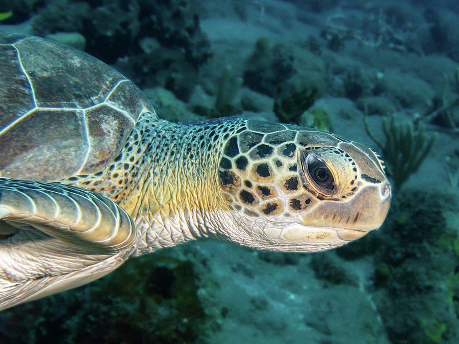 Green Sea Turtle close encounter Photograph by Brian Weber