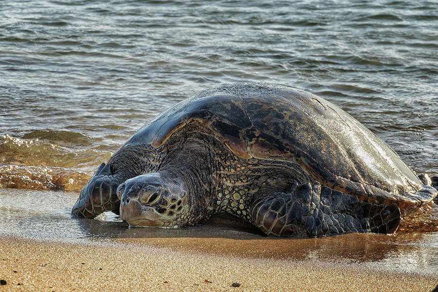 Green Sea Turtle Coming to Shore at Poipu Photograph by Belinda Greb ...