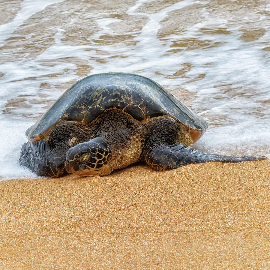 Green Sea Turtle Coming to Shore with Closed Eyes Photograph by Belinda ...