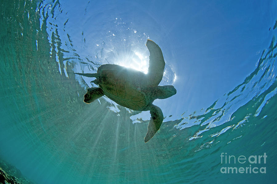 Green Sea Turtle Photograph by David Olsen