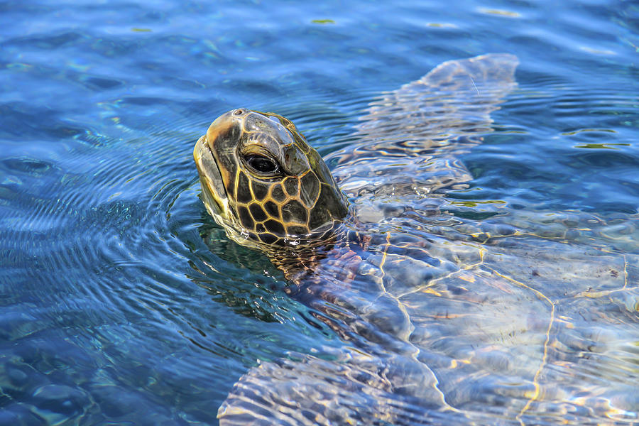 Green Sea Turtle Photograph by Dawn Richards