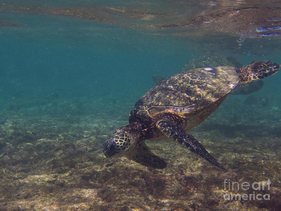 Animal Photograph - Green Sea Turtle Diving Kauai by Nancy Gleason