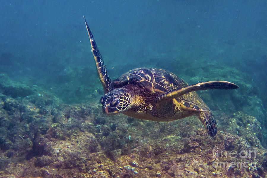 Green Sea Turtle  Floating over a Rocky Reef Photograph by Nancy Gleason