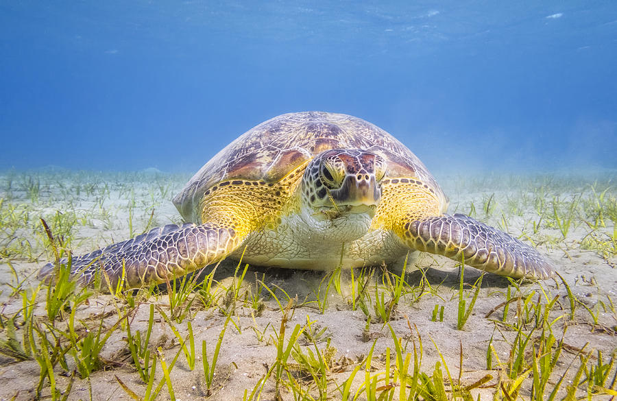 Green Sea Turtle grazing on seagrass bed near Marsa Alam Photograph by Cinoby