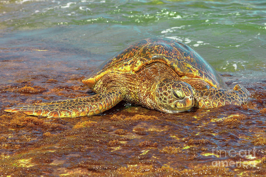 Green Sea Turtle Hawaii Photograph by Benny Marty