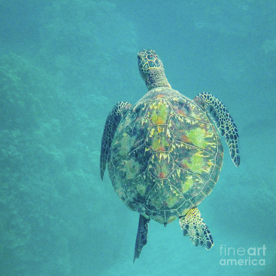 Nature Photograph - Green Sea Turtle in a Maui Reef by Nancy Gleason