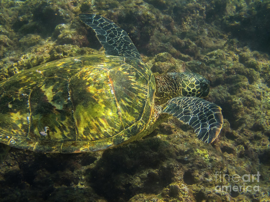 Nature Photograph - Green Sea Turtle in a Rocky Reef #2 by Nancy Gleason
