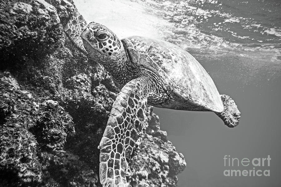 Green Sea Turtle in Hawaii Photograph Photograph by Paul Topp