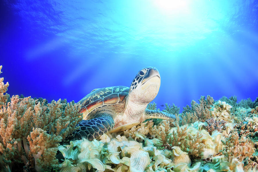 Green Sea Turtle In Tropical Coral Reef and Glowing Warm Sunbeams Animal / Wildlife / Coastal Photo Photograph by PIPA Fine Art