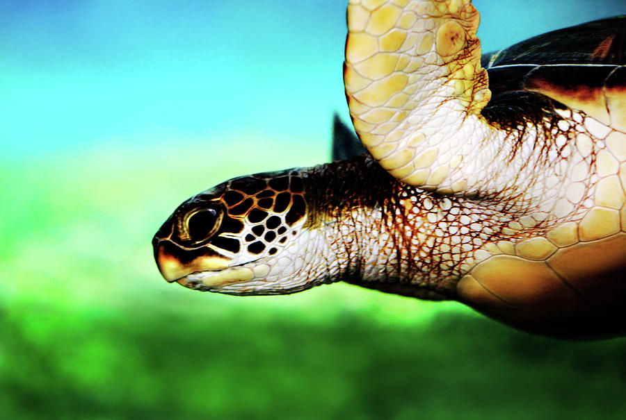 Green Sea Turtle Photograph by Marilyn Hunt