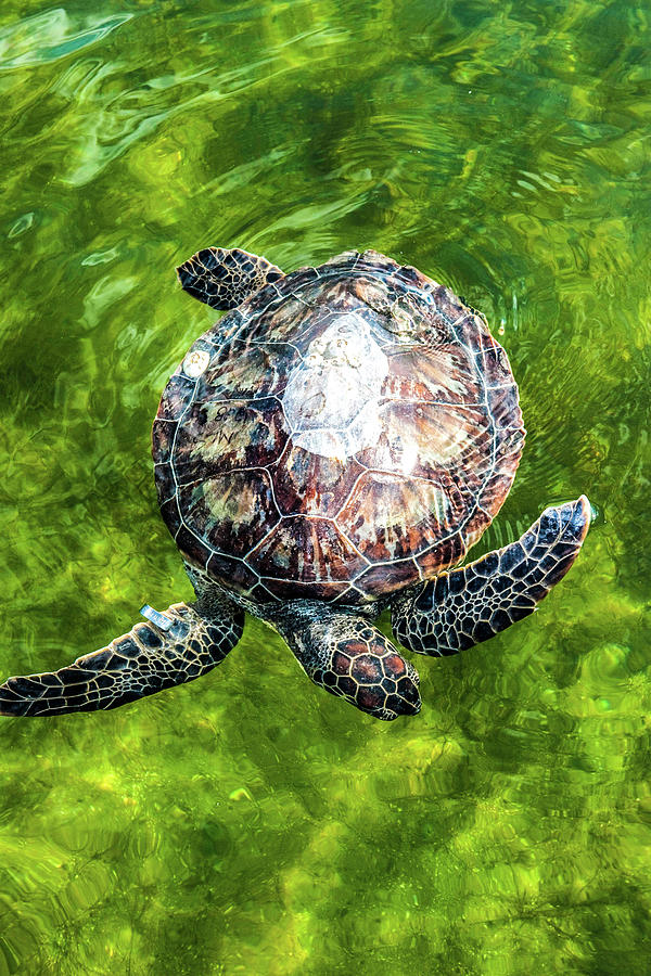 Green Sea Turtle Photograph by Nasa - Fine Art America