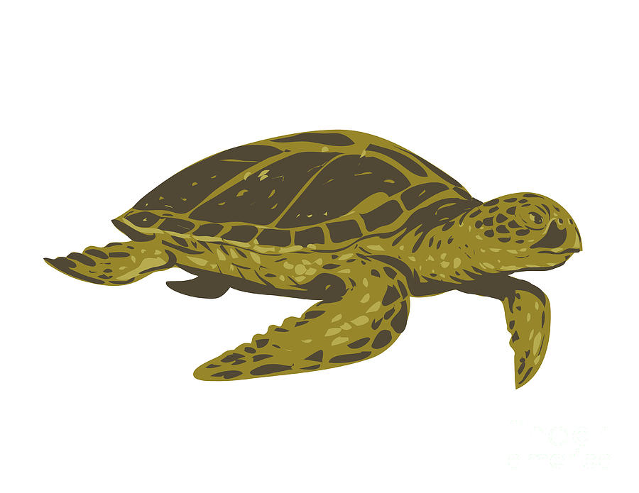 Green Sea Turtle or Pacific Green Turtle Side View WPA Art Digital Art ...