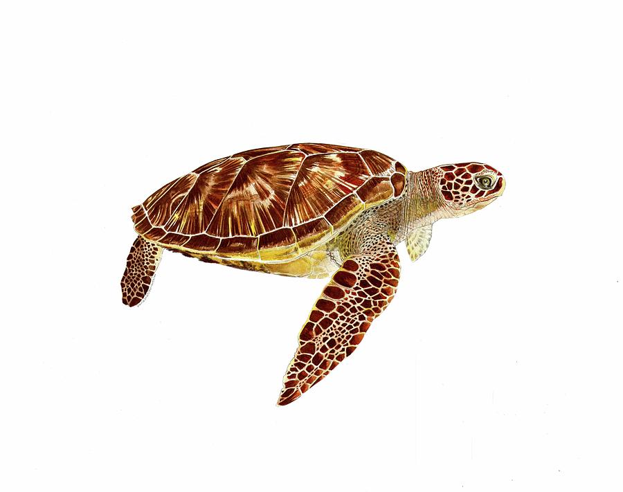 Green Sea Turtle Painting by Paula AnastasiBuehler Fine Art America