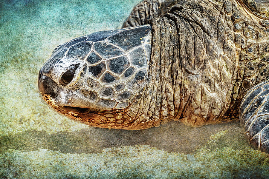 Green Sea Turtle Portrait Photograph by Belinda Greb