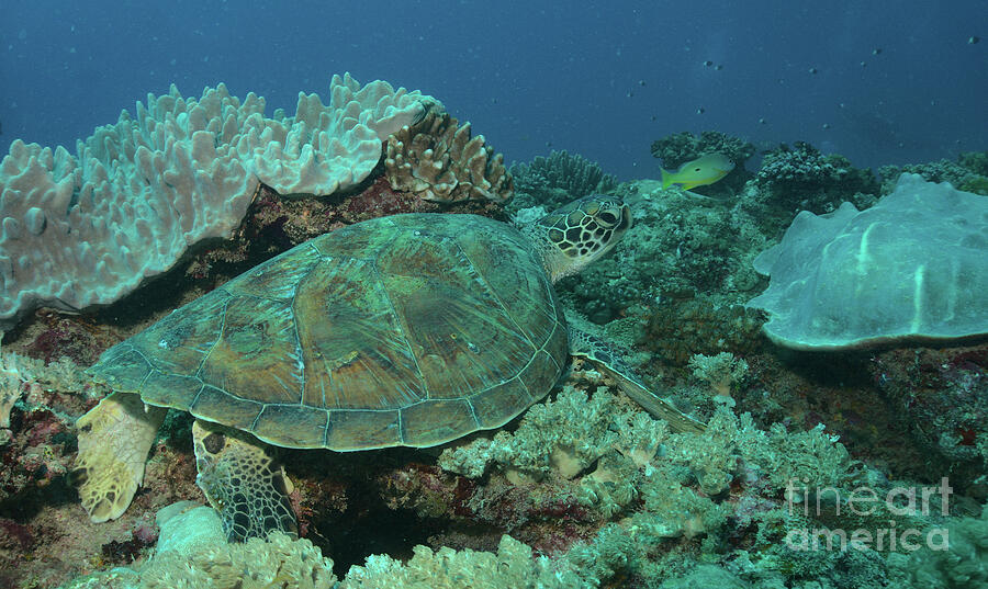Green Sea Turtle Resting On Coral Reef Garden In Watamu Marine Park Kenya With Divers Bubbles In The Background Photograph by Nirav Shah
