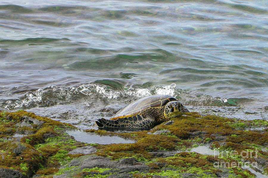 Animal Photograph - Green Sea Turtle Resting on Shore in Hawaii #2 by Nancy Gleason
