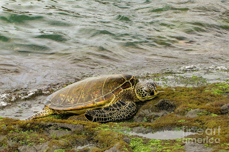 Green Sea Turtle resting on shore in Hawaii #3 Photograph by Nancy Gleason