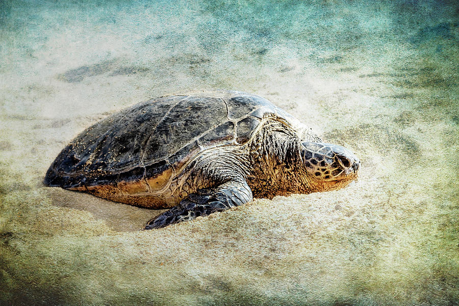 Green Sea Turtle Sunning Photograph by Belinda Greb