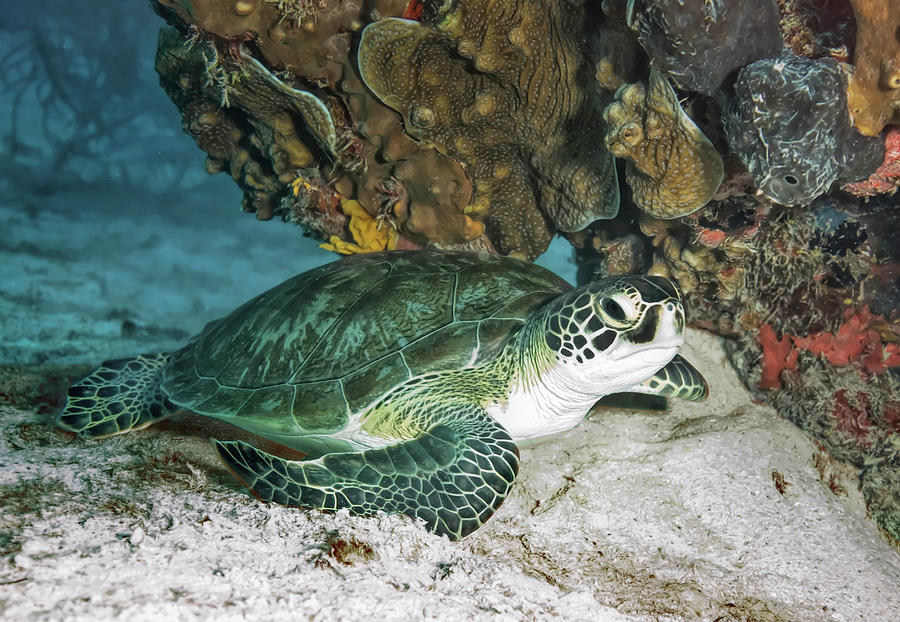 Green Sea Turtle Photograph by Susan Hope Finley
