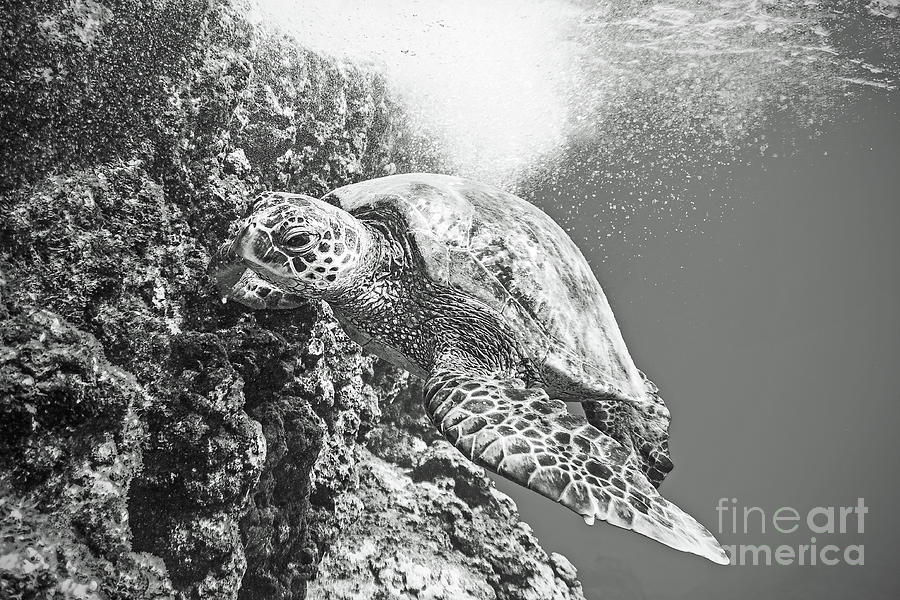 Green Sea Turtle Swimming in Hawaii Photograph by Paul Topp