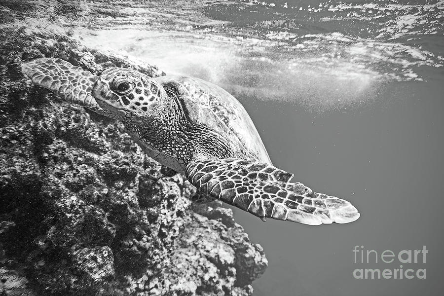 Green Sea Turtle Swimming in the Ocean Photograph by Paul Topp