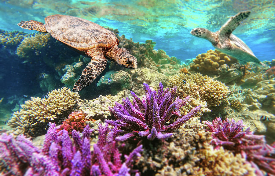 coral reef baby turtles