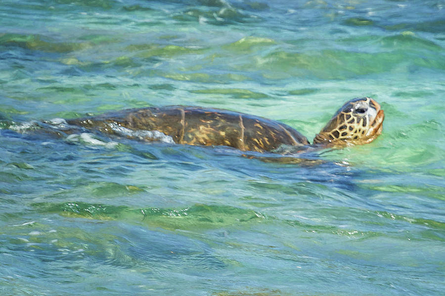Green Sea Turtle Swimming painterly Photograph by Belinda Greb