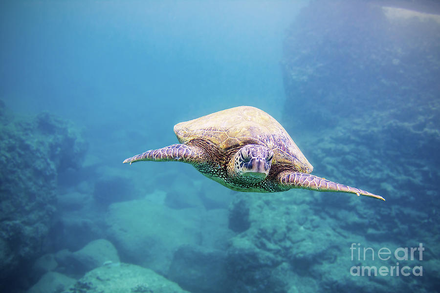 Green Sea Turtle Swimming Underwater Photograph by Paul Topp