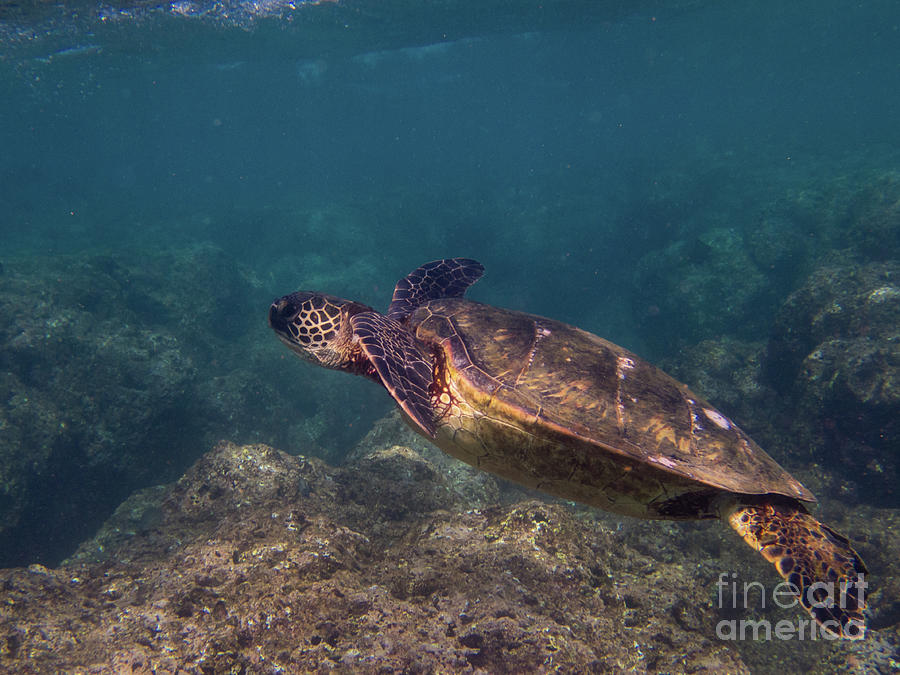 Nature Photograph - Green Sea Turtle Underwater in Kauai by Nancy Gleason
