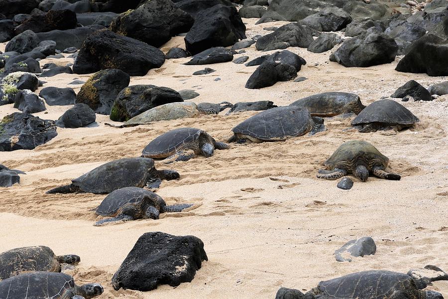 Green Sea Turtles 11 Photograph by Debbie Blackman - Fine Art America