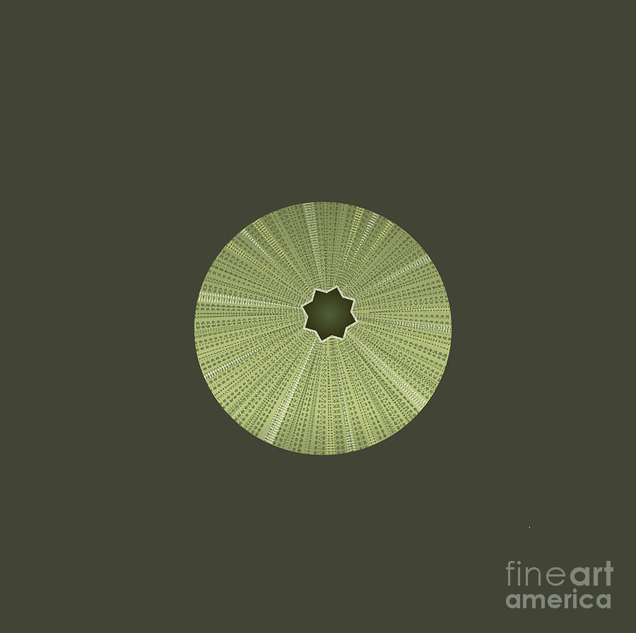 Green Sea Urchin Shell Digital Art