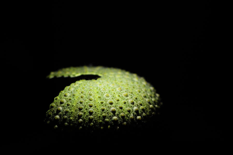 Green sea urchin shell Photograph by Maria Dimitrova