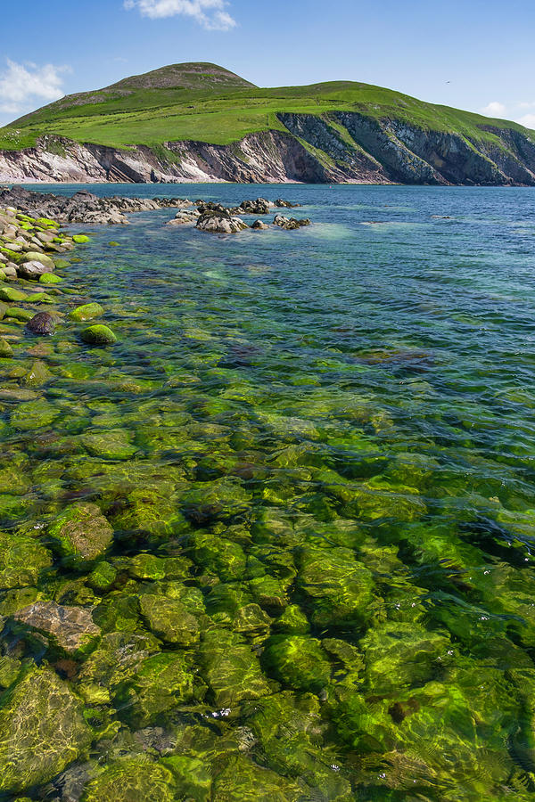 Green Seaweed Photograph by David L Moore