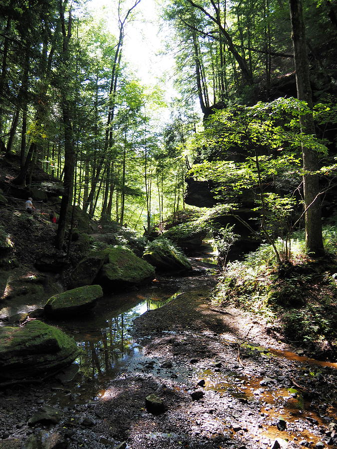 Green Serenity Photograph by Michelle Adkins