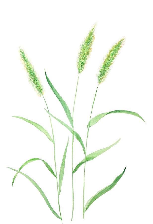 Green Setaria watercolor painting Painting by Color Color - Fine Art ...