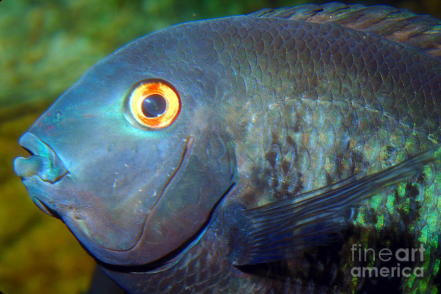 Quest for a New Species: Green Severum 