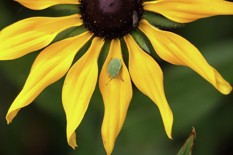 Green Shield Bug Nymph, Palomena Prasina, On A Yellow Daisy Photograph