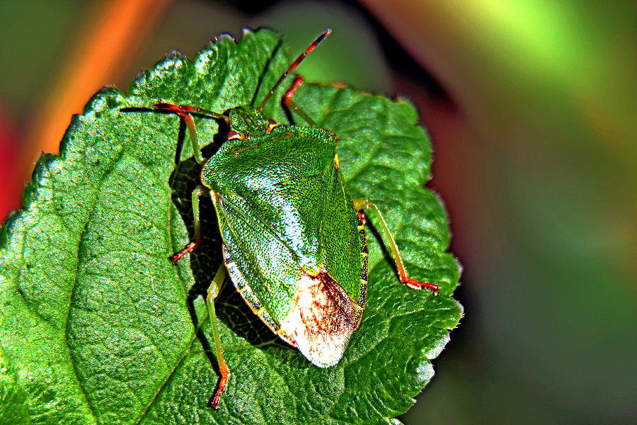 Green Shield Bug Photograph by Photoman Bryan WB - Fine Art America