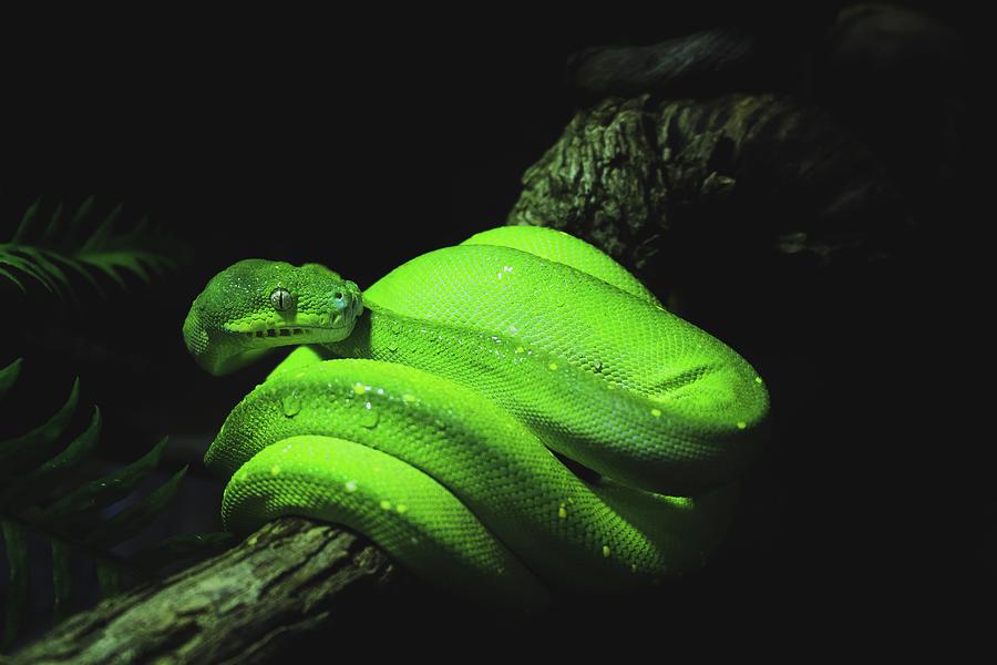 Green Snake At Night Photograph by World Art Collective
