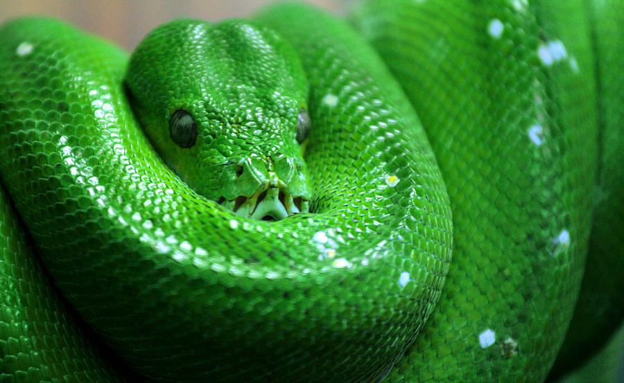 Green snake Photograph by Paco Alcantara