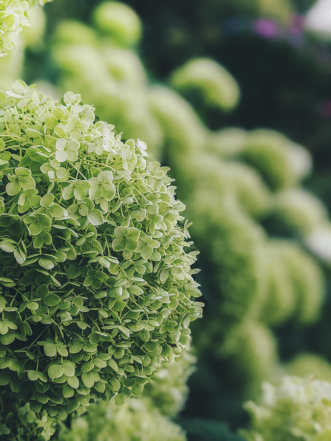 Green Spring Garden Flowers Photograph by ParadisiacPicture