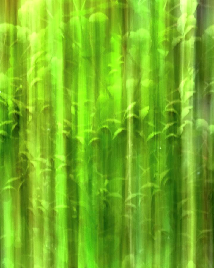 Green Stems ICM Photograph by Jerry Sodorff